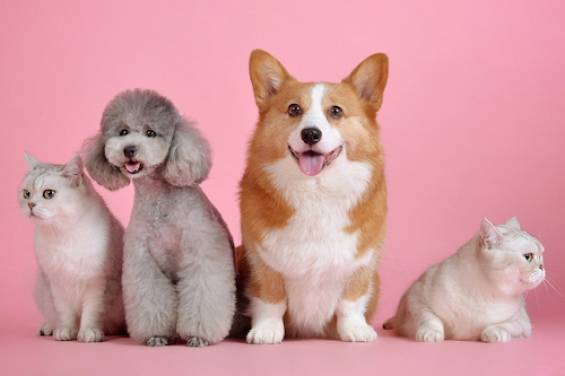 Evcil Hayvan Dostu Kiracıların Yeni Bir Ev Satın Alırken Aradıkları Özellikler