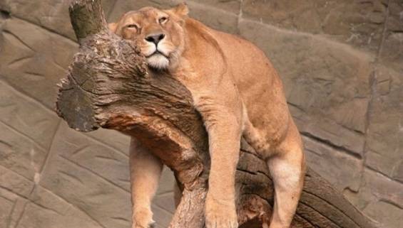 Satış Büyümesi Elde Etmenin Etkili Yolu: Konfor Bölgenizden Dışarı Çıkın