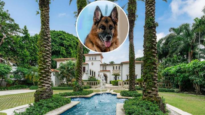 Dünyanın En Zengin Köpeği (Evet Köpek!) Madonna'nın Eski Miami Malikanesini 32 Milyon Dolara Satıyor